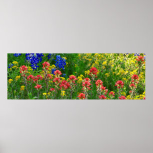 Poster Bluebonnets and Indian Paintbrush - Panaoramic
