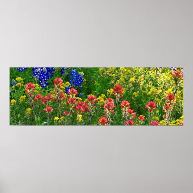 Poster Bluebonnets and Indian Paintbrush - Panaoramic (Frente)