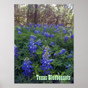 PÔSTER BLUEBONNETS DE TEXAS