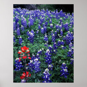 Pôster Bluebonnets de Texas e pincel indiano