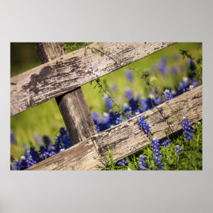 Poster Bluebonnets de Texas em torno de uma cerca do paí