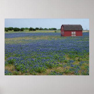 Poster Bluebonnets e um Red Barn