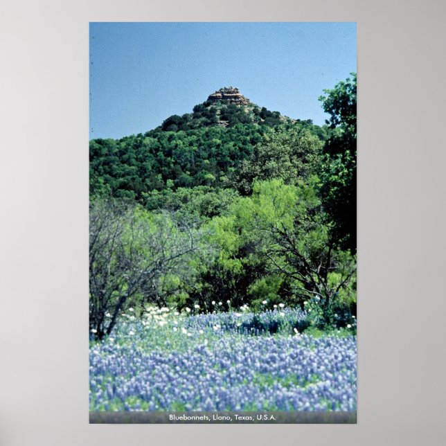 Poster Bluebonnets, Llano, Texas, EUA (Frente)