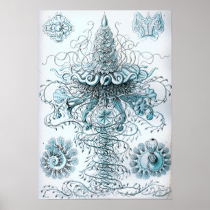 Pôster Bluebottle das medusa de Ernst Haeckel
