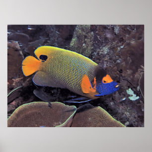 Poster Blueface Angelfish