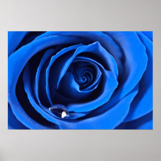 Poster BlueRose