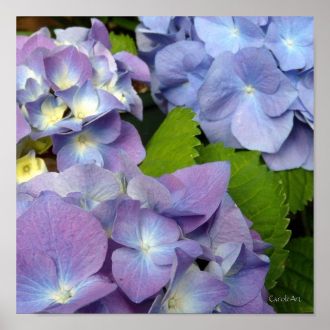 Poster Bluest Blue Hydrangeas (Frente)