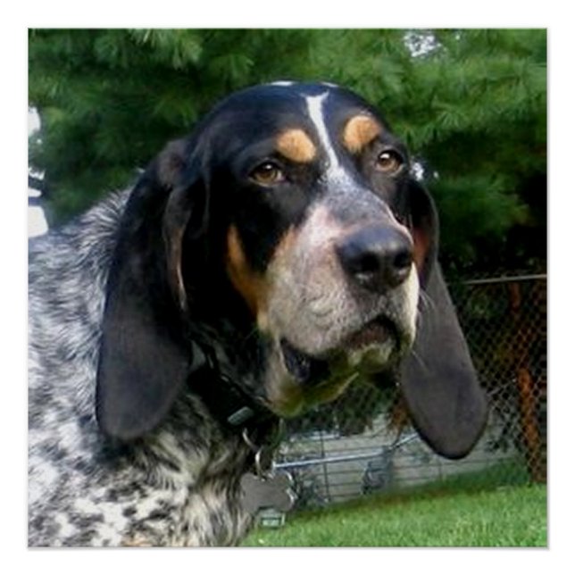 Pôster Bluetick Coonhound.png (Frente)