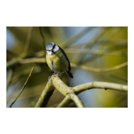 Pôster Bluetit olhando para a câmera