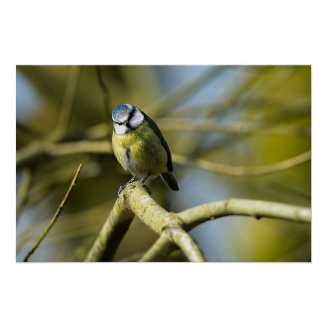 Pôster Bluetit olhando para a câmera (Frente)