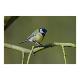Pôster Bluetit sentado em uma árvore