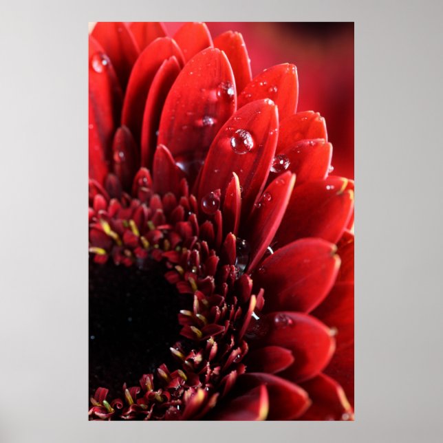 Pôster Blume (Frente)