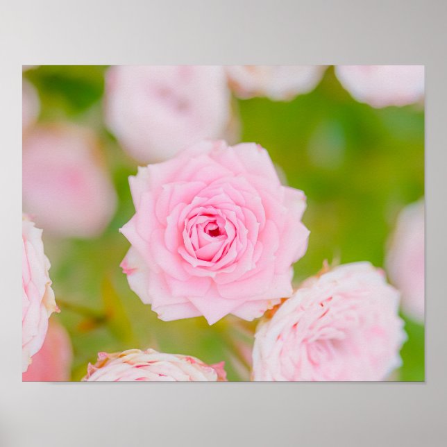 Poster Blushing Petals (Frente)