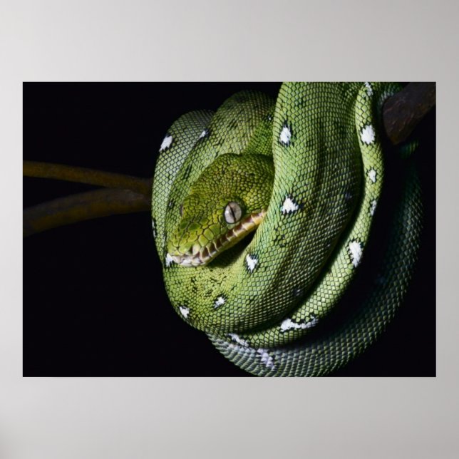 Poster Boa cobra de árvore verde na Bolívia (Frente)