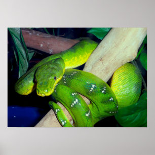Pôster Boa esmeralda da árvore