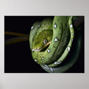 Poster Boa esmeralda do cobra verde da árvore em Bolívi