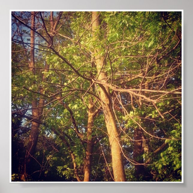 Pôster Boa tarde (Frente)