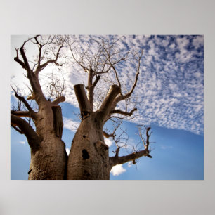 POSTER BOAB ÁRVORE
