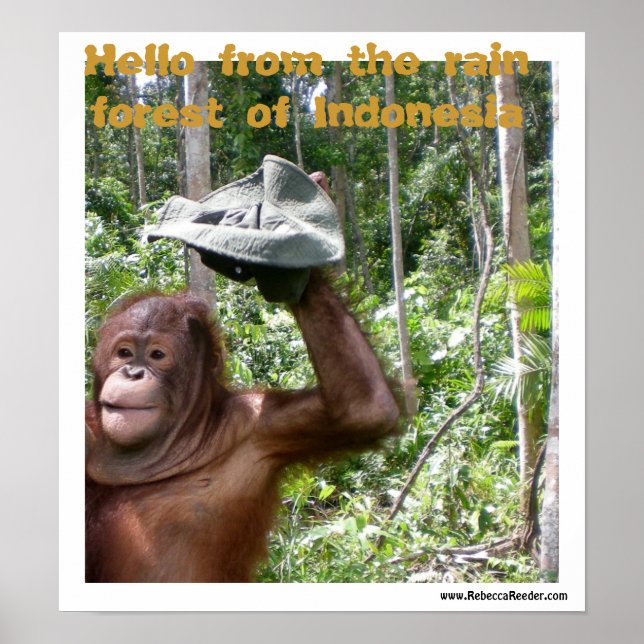 Pôster Boas-vindas à floresta tropical de Orangutan (Frente)