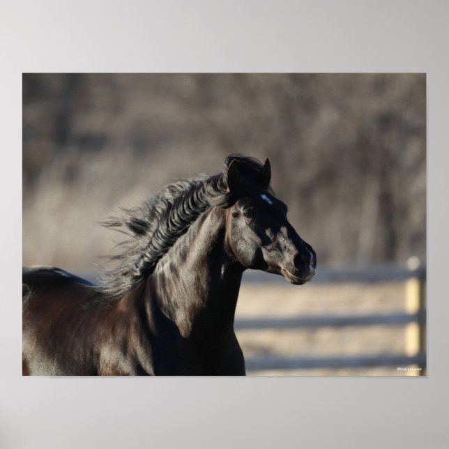 Poster Bob Langrish | Andalucian Headshot Mane Flowing (Frente)