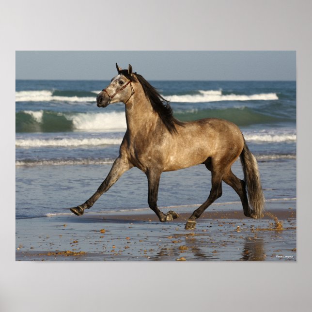 Poster Bob Langrish Andalucian Stallion Correndo Em Praia (Frente)