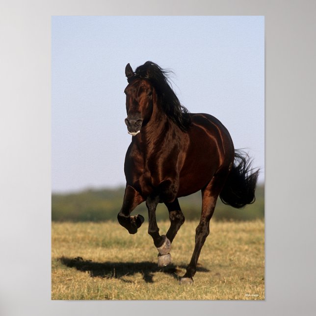 Poster Bob Langrish | Andalucian Stallion Running (Frente)