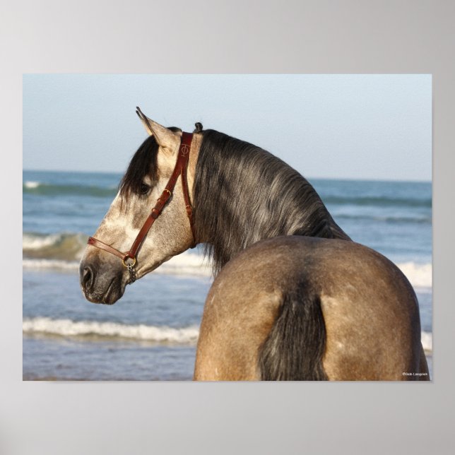 Poster Bob Langrish | Andaluciano Stallion Headshot Sea (Frente)