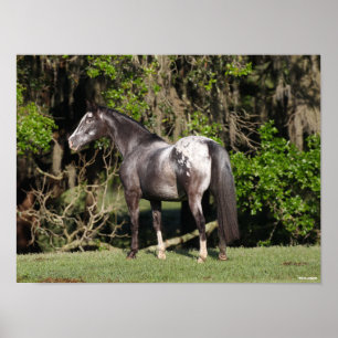 Poster Bob Langrish   Appaloosa Permanente