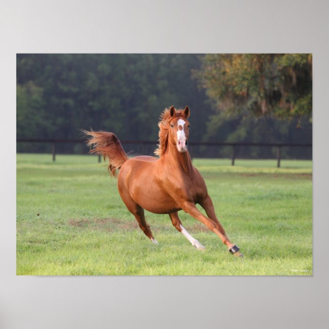 Poster Bob Langrish | Aproximação de Oldenburg Chestnut (Frente)