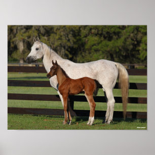 Poster Bob Langrish Arab Mare e Foal em pé juntos