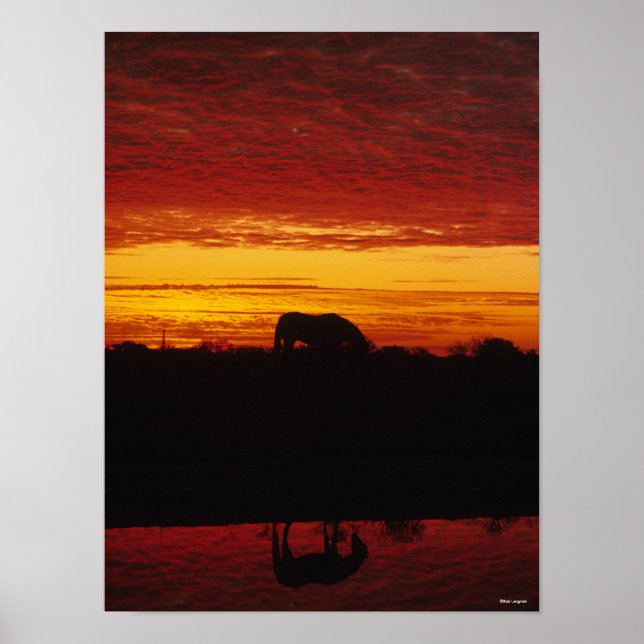 Poster Bob Langrish | Arroz árabe ao pôr do sol (Frente)