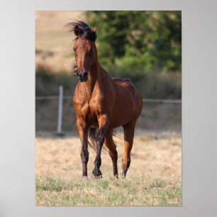 Poster Bob Langrish   Baía Árabe de Sopras