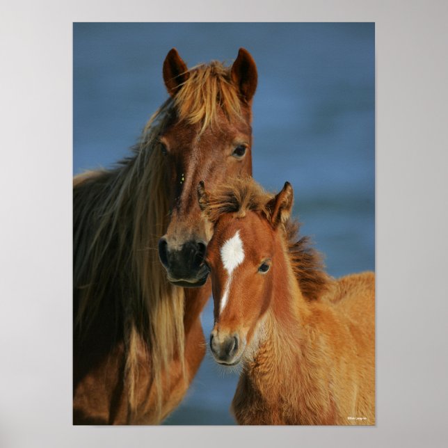 Poster Bob Langrish | Banker Pony Mare e Foal Headshot (Frente)