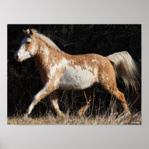 Poster Bob Langrish Bashkir Curly Horse Stallion Walking