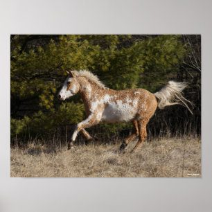 Poster Bob Langrish   Bashkir Curly Stallion Running