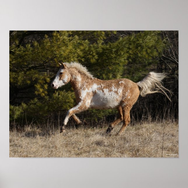 Poster Bob Langrish | Bashkir Curly Stallion Running (Frente)