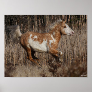 Poster Bob Langrish Bashkir Curly Stallion Running