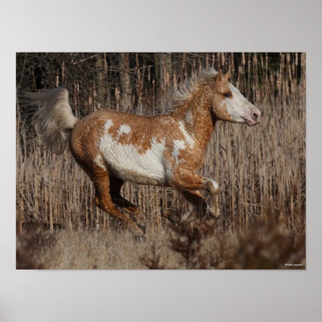 Poster Bob Langrish | Bashkir Curly Stallion Running (Frente)