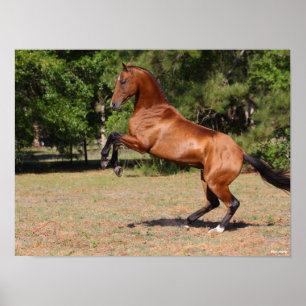 Poster Bob Langrish   Bay Akhal Teke Stallion Rearing
