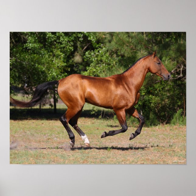 Poster Bob Langrish | Bay Akhal Teke Stallion Running (Frente)