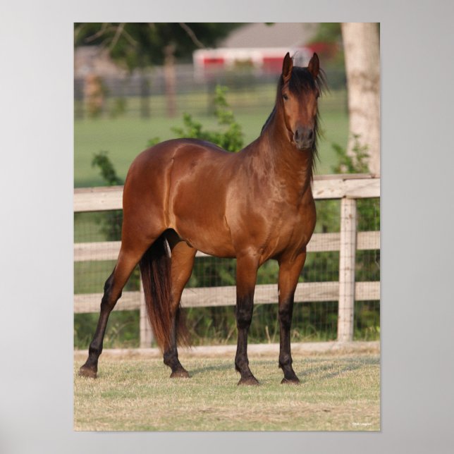 Poster Bob Langrish | Bay Andalucian (Frente)