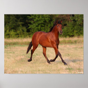 Poster Bob Langrish   Bay Andalucian Colt No Campo