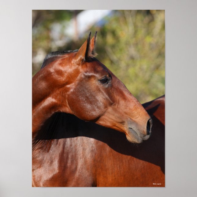 Poster Bob Langrish | Bay Andalucian Headshot (Frente)
