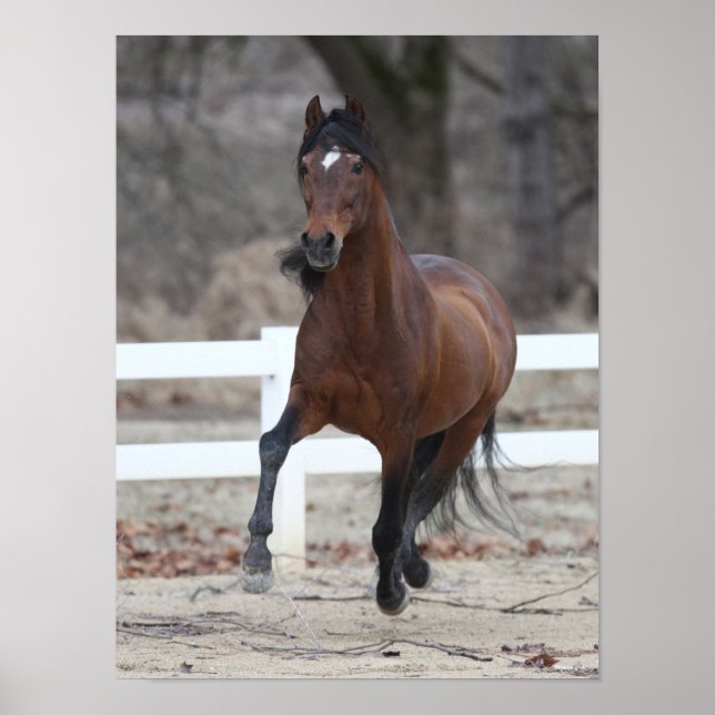 Poster Bob Langrish | Bay Andalucian Stallion Running (Frente)