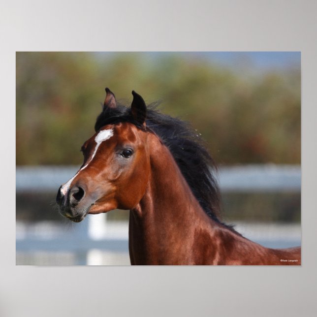 Poster Bob Langrish | Bay Arab Colt Headshot (Frente)