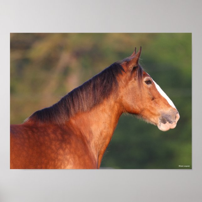 Poster Bob Langrish | Bay Clydesdale Headshot (Frente)