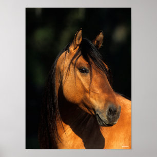 Poster Bob Langrish   Bay Kiger Mustang Stallion Captura