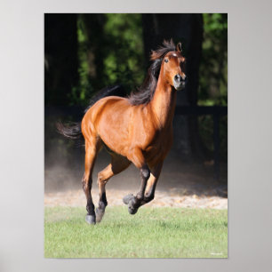 Poster Bob Langrish Bay Tennessee Walker Running