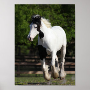 Poster Bob Langrish Black and White Gypsy Vanner em Execu