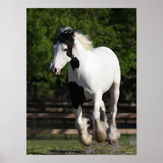 Poster Bob Langrish Black and White Gypsy Vanner em Execu (Frente)